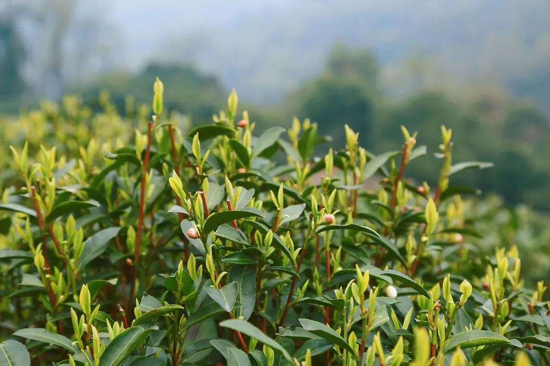 茶葉殺青采用超低氮蒸汽發(fā)生器，精準(zhǔn)控制烘干溫度及濕度！